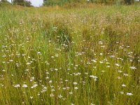 Oenanthe lachenalii 8, Zilt torkruid, Saxifraga-Ed Stikvoort