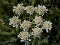 Oenanthe pimpinelloides 2, Saxifraga-Willem van Kruijsbergen