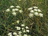 Oenanthe pimpinelloides 5, Saxifraga-Jan van der Straaten