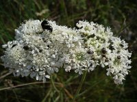 Oenanthe silaifolia 2, Weidekerveltorkruid, Saxifraga-Jasenka Topic