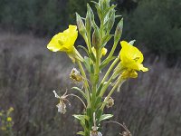 Evening-primrose (Oenothera biennis), buds and flowers  Evening-primrose (Oenothera biennis), buds and flowers : common evening-primrose, evening-primrose, evening star, flora, floral, flower, flowers, nature, natural, Oenothera biennis, plant, primerose, sun drop, vascular plant, yellow, autumn, blooming in bloom, fall, flowering, in flower, landscape, no people, nobody, non-urban scene, outdoor, outdoors, outside, rural, rural landscape, summer, summertime, bud, buds, flower head