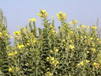 Oenothera biennis 2, Middelste teunisbloem, Saxifraga-Peter Meininger