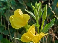 Oenothera biennis 3, Middelste teunisbloem, Saxifraga-Ab H Baas