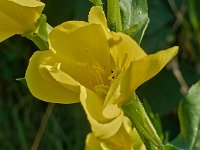 Oenothera biennis 4, Middelste teunisbloem, Saxifraga-Ab H Baas