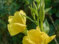 Oenothera biennis 5, Middelste teunisbloem, Saxifraga-Ab H Baas