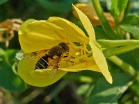 Oenothera biennis 6, Middelste teunisbloem, Saxifraga-Ab H Baas