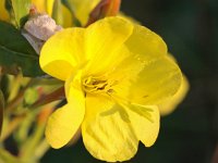 Oenothera biennis 8, Middelste teunisbloem, Saifraga-Bart Vastenhouw