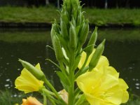 Oenothera biennis 9, Middelste teunisbloem, Saxifraga-Rutger Barendse