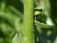 Oenothera deflexa 10, Zandteunisbloem, Saxifraga-Sonja Bouwman  975. Zandteunisbloem - Oenothera deflexa - Onagraceae familie (zw)