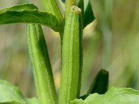 Oenothera deflexa 14, Zandteunisbloem, Saxifraga-Sonja Bouwman  975. Zandteunisbloem - Oenothera deflexa - Onagraceae familie (zw)