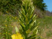 Oenothera deflexa 3, Zandteunisbloem, Saxifraga-Ed Stikvoort