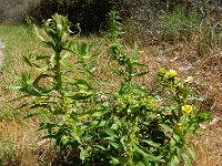 Oenothera deflexa 5, Zandteunisbloem, Saxifraga-Ed Stikvoort