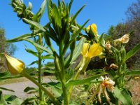 Oenothera deflexa 6, Zandteunisbloem, Saxifraga-Ed Stikvoort