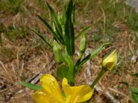 Oenothera deflexa 8, Zandteunisbloem, Saxifraga-Ed Stikvoort