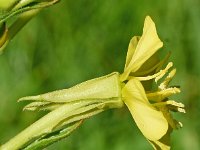 Oenothera deflexa 9, Zandteunisbloem, Saxifraga-Sonja Bouwman  975. Zandteunisbloem - Oenothera deflexa - Onagraceae familie (zw)