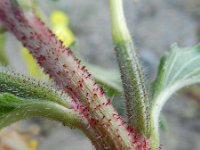 Oenothera ersteinensis 2, Saxifraga-Rutger Barendse