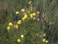 Grote teunisbloem N0380 : Grote teunisbloem, Oenothera erythrosepala