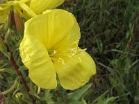 Grote teunisbloem N0384 : Grote teunisbloem, Oenothera erythrosepala