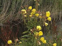 Grote teunisbloem N0378 : Grote teunisbloem, Oenothera erythrosepala