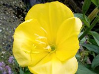 Oenothera glazioviana 10, Grote teunisbloem, Saxifraga-Bart Vastenhouw