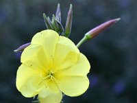 Oenothera glazioviana 11, Grote teunisbloem, Saxifraga-Tom Heijnen