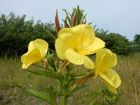 Oenothera glazioviana 4, Grote teunisbloem, Saxifraga-Ed Stikvoort