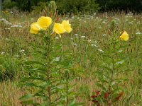 Oenothera glazioviana 6, Grote teunisbloem, Saxifraga-Ed Stikvoort