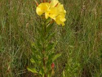 Oenothera glazioviana 8, Grote teunisbloem, Saxifraga-Ed Stikvoort