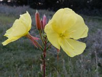 Oenothera glazioviana 9,Grote teunisbloem, Saxifraga-Rutger Barendse