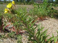 Oenothera oakesiana 8, Duinteunisbloem, Saxifraga-Rutger Barendse