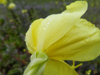 Oenothera oehlkersi 11, Saxifraga-Rutger Barendse