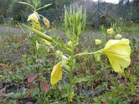 Oenothera oehlkersi 12, Saxifraga-Rutger Barendse