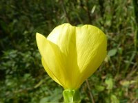 Oenothera oehlkersi 2, Saxifraga-Rutger Barendse