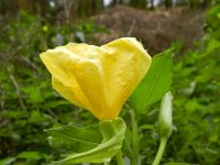 Oenothera oehlkersi 4, Saxifraga-Rutger Barendse