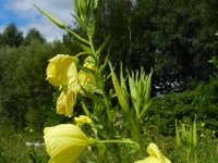 Oenothera oehlkersi 6, Saxifraga-Rutger Barendse