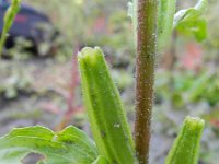 Oenothera oehlkersi 8, Saxifraga-Rutger Barendse