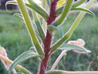 Oenothera perangusta 5, Saxifraga-Rutger Barendse