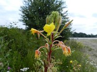 Oenothera perangusta 6, Saxifraga-Rutger Barendse