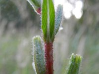 Oenothera perangusta 7, Saxifraga-Rutger Barendse