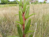 Oenothera perangusta 8, Saxifraga-Rutger Barendse