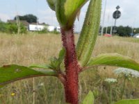 Oenothera perangusta 9, Saxifraga-Rutger Barendse