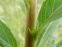 Oenothera pycnocarpa 2, Saxifraga-Rutger Barendse