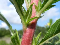 Oenothera pycnocarpa 6, Saxifraga-Rutger Barendse