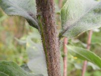 Oenothera rubricaulis 2, Saxifraga-Rutger Barendse