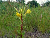 Oenothera rubricaulis 5, Saxifraga-Hans Grotenhuis