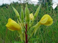 Oenothera rubricaulis 6, Saxifraga-Hans Grotenhuis