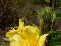 Oenothera x fallax 2, Gestreepte teunisbloem, Saxifraga-Ed Stikvoort