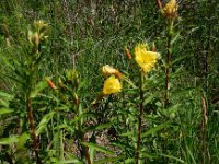 Oenothera x fallax 4, Gestreepte teunisbloem, Saxifraga-Ed Stikvoort