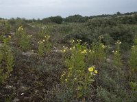 Oenothera x fallax 6, Gestreepte teunisbloem, Saxifraga-Willem van Kruijsbergen