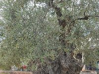 Olea europaea 16, Saxifraga-Harry Jans